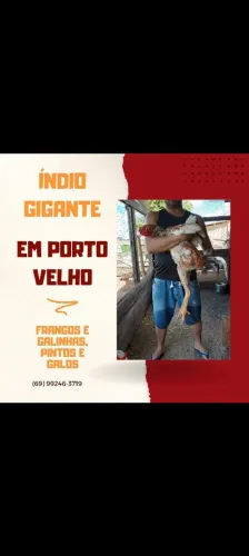 VENDA DE AVES - PORTO VELHO / RO ?