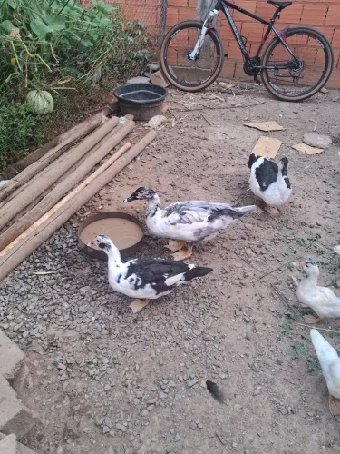 Vendem-se patos e patas
