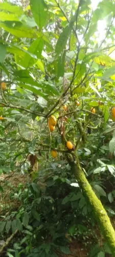 Vendo uma roça Fazenda