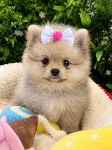 Lulu da Pomerania Mini- Sptiz Alemão 