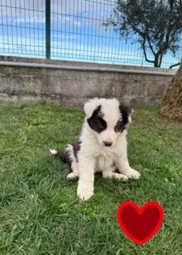 Border colie mix lindas opções