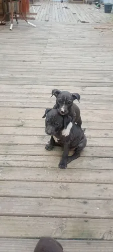 filhotes de Pitbull
