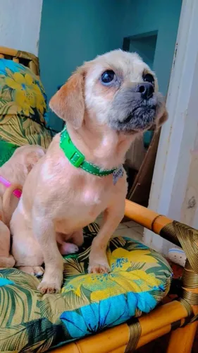 Cachorro Shitzu Macho