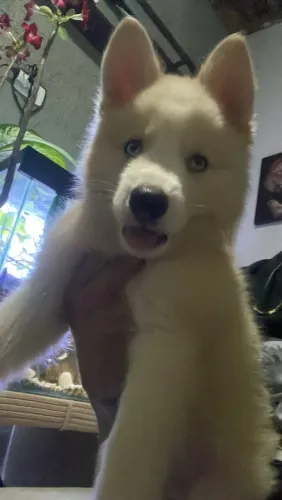 HUSCKY SIBERIANO