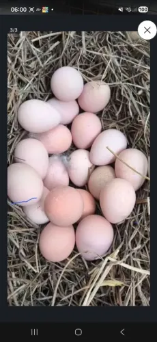 OVOS DE GALINHA D'ANGOLA!!!!