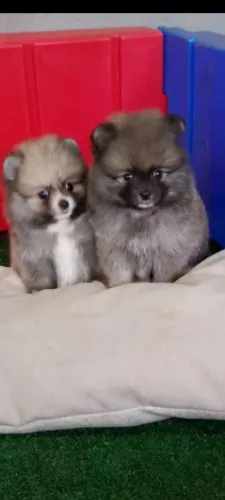 Machinho de sptiz lulu