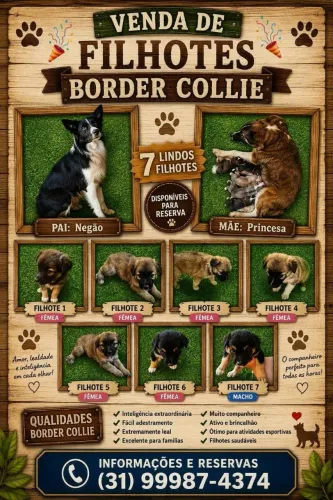 Filhotes Border Collie