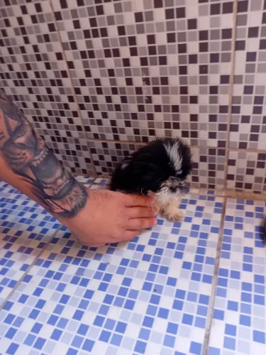 Shih Tzu mini