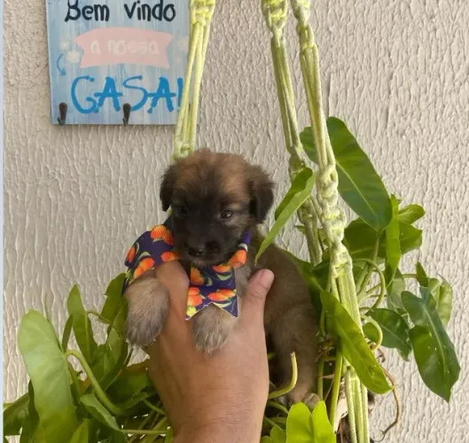 Shitzu com maltês chocolate