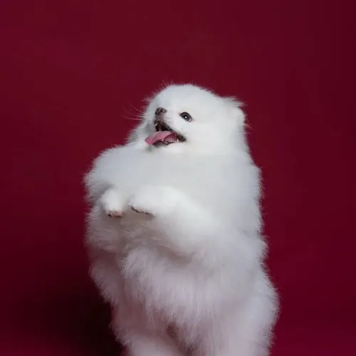 Lulu da Pomerânia Branco, 1 Ano, Dócil e com Pedigree CBKC