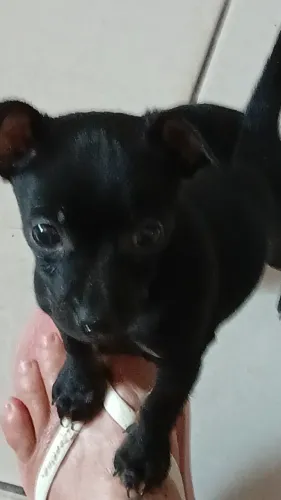 Pinscher Macho pequeno n°1
