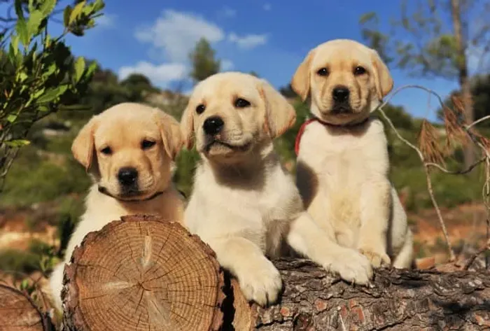 Labrador Filhotes 