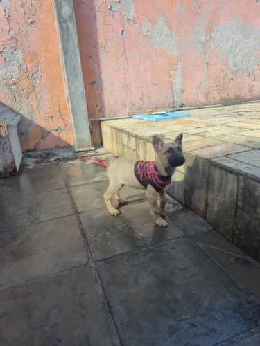 Doa-se filhote de cachorro Pastor Belga Malinois 