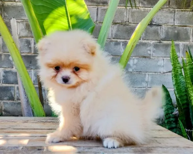 Spitz alemão macho