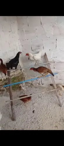 Galinhas 