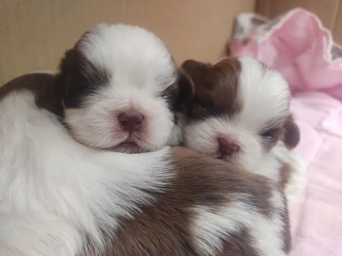 Doação Filhote de Shih Tzu