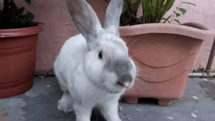 Coelho macho 