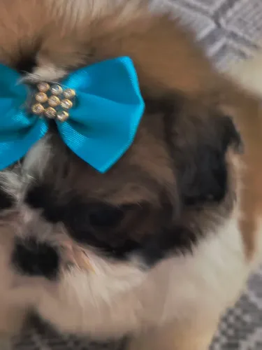 Mini filhotes de shihtzu 