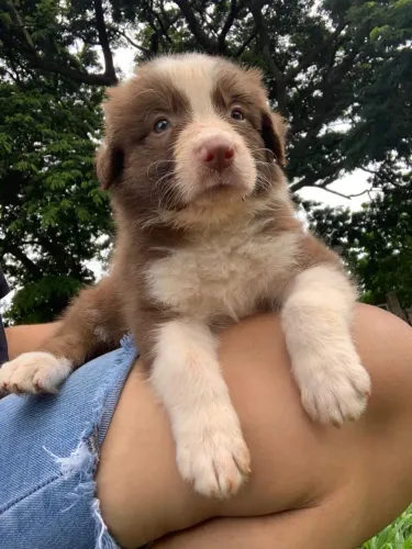 Border Collie macho 