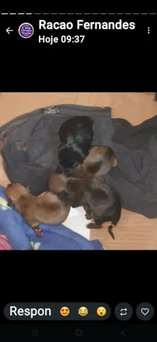 Cachorro pincher00