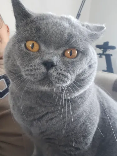Gatos British Shorthair 4 meses