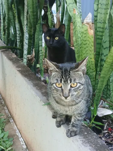 Doação de Gatos