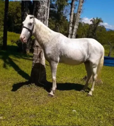 Vendo cavalo marchador