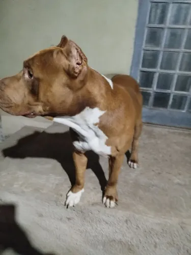 Vende se Pit Monsters