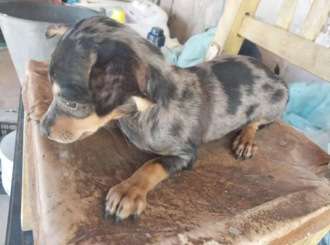 Pinscher merle 