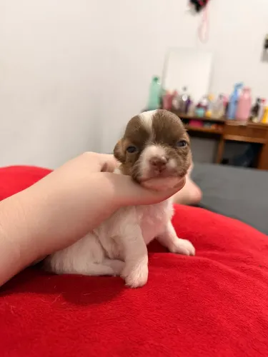 Filhotes de Chihuahua