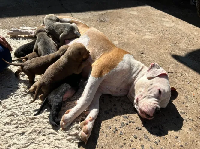 Lindos filhotes de American bull