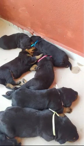 Filhotes de rottweiler 