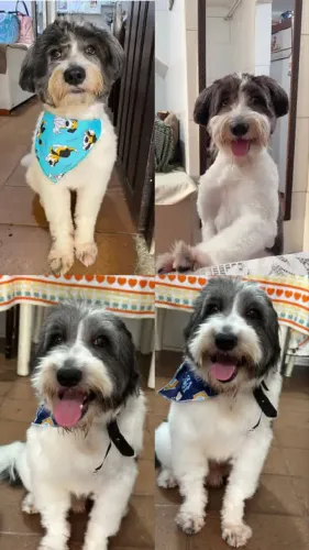 Cachorro pequeno porte adoção responsável 
