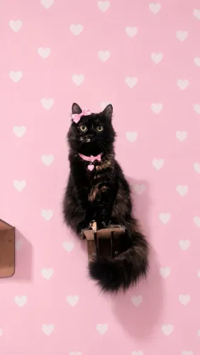 Gatinha fêmea castrada