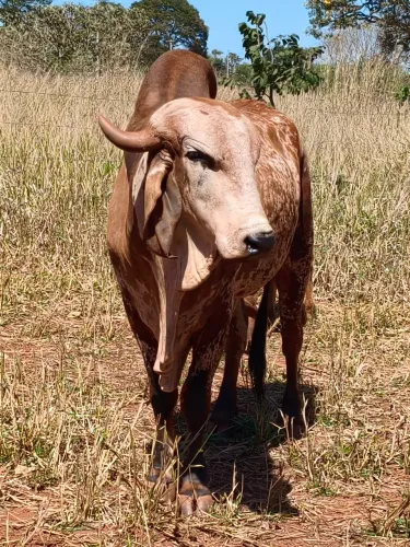 Vendo boi gir de ótima qualidade