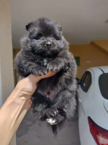 Spitz Alemão Ursinho Macho
