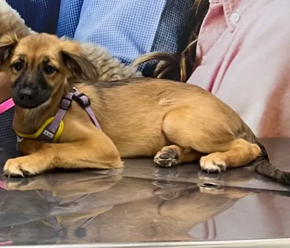 Doa cachorra