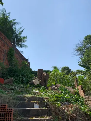 Corte e poda de árvores