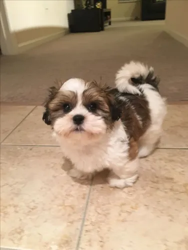 Shih tzu dedicado
