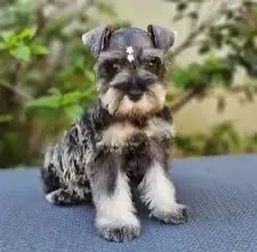 Schnauzer raça perfeita Para sua casa 