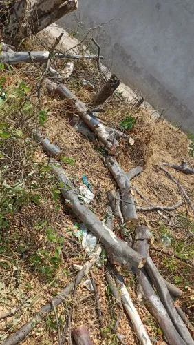 Corte e poda em árvore