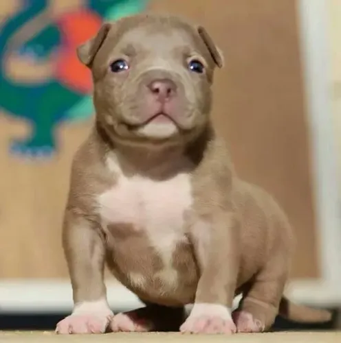 Pittbull filhotes pronto para sua segurança