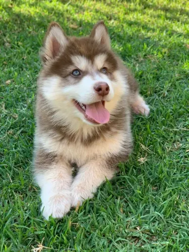Husky siberiano ruivo em nosso canil