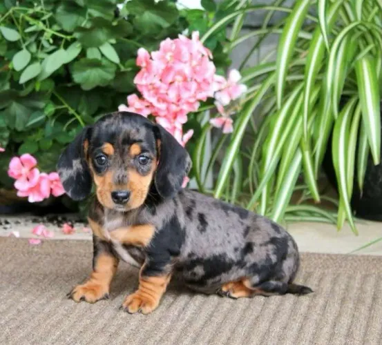 Teckel Preto e Prata Filhotes saltitantes 