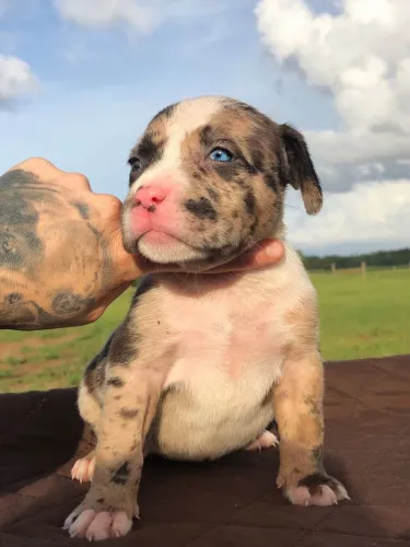 Filhote de Pitbull cor exótica