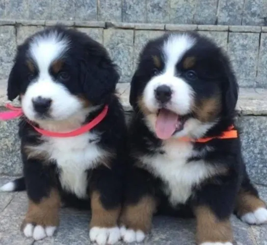 Bernese Mountain com Pedigree e Microchip 