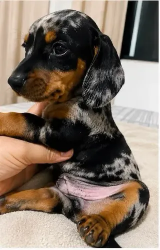 Filhote de Dachshund Arlequim - macho (Salsicha)