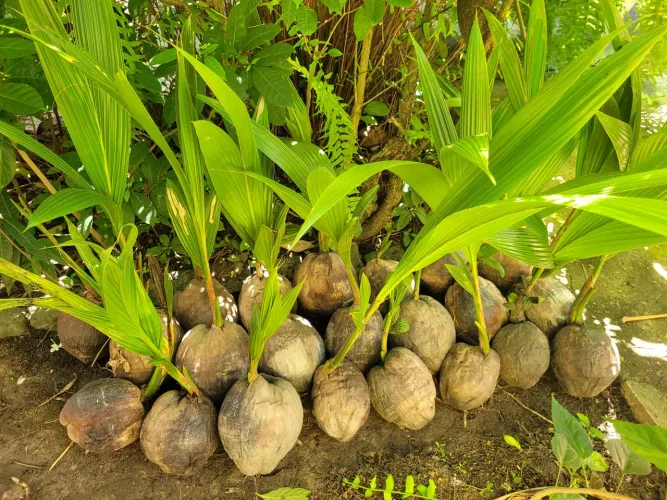 Mudas de coqueiros anã