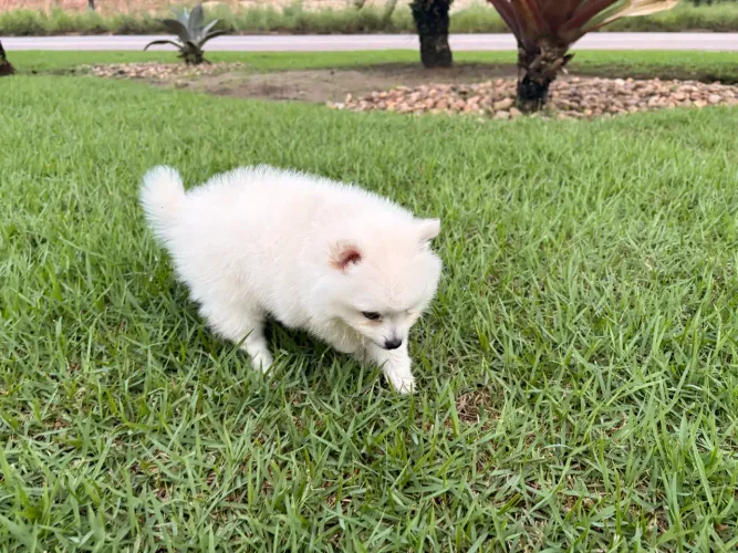 Spitz Alemã