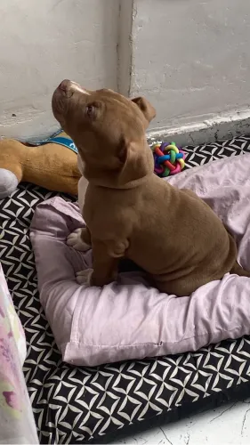 Pitbull 